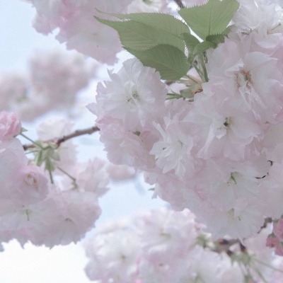 兽设Q版设计实用教程FurryQQ群